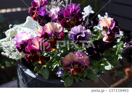 春に綺麗に咲く紫色フリルビオラ 137159463
