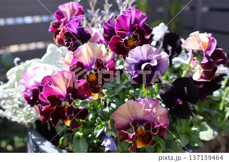 春に綺麗に咲く紫色フリルビオラ 春に綺麗に咲く紫色フリルビオラ 137159464