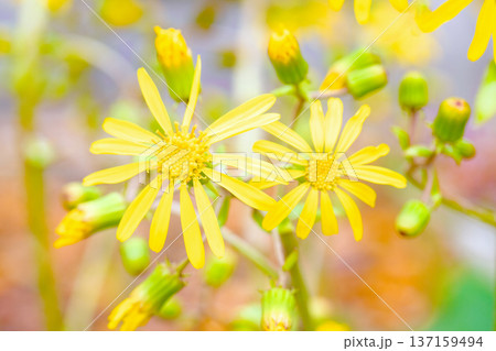 家の周りの草花　四季の色々　庭の片隅に輝く　黄色の可憐な花びら　清楚なつわぶきの花 137159494