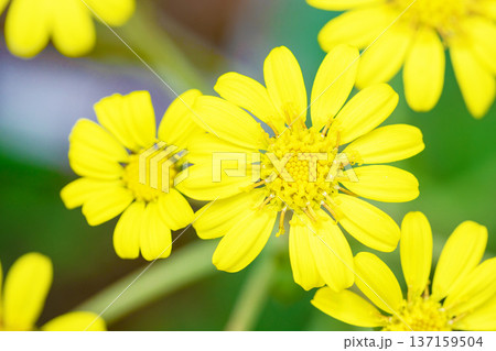家の周りの草花 四季の色々 庭の片隅に輝く 黄色の可憐な花びら 清楚なつわぶきの花 家の周りの草花 四季の色々 庭の片隅に輝く 黄色の可憐な花びら 清楚なつわぶきの花 137159504