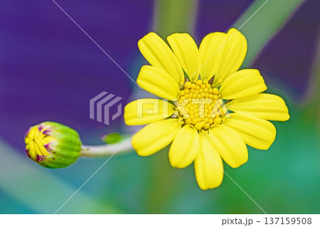 家の周りの草花 四季の色々 庭の片隅に輝く 黄色の可憐な花びら 清楚なつわぶきの花 家の周りの草花 四季の色々 庭の片隅に輝く 黄色の可憐な花びら 清楚なつわぶきの花 137159508