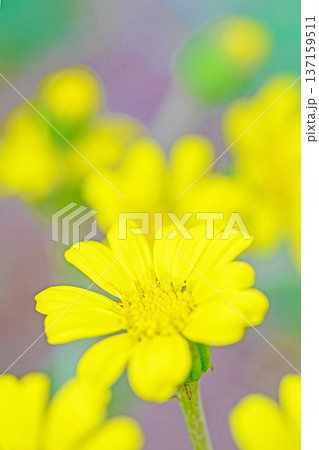 家の周りの草花　四季の色々　庭の片隅に輝く　黄色の可憐な花びら　清楚なつわぶきの花 137159511