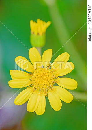 家の周りの草花 四季の色々 庭の片隅に輝く 黄色の可憐な花びら 清楚なつわぶきの花 家の周りの草花 四季の色々 庭の片隅に輝く 黄色の可憐な花びら 清楚なつわぶきの花 137159515