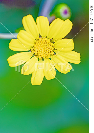 家の周りの草花 四季の色々 庭の片隅に輝く 黄色の可憐な花びら 清楚なつわぶきの花 家の周りの草花 四季の色々 庭の片隅に輝く 黄色の可憐な花びら 清楚なつわぶきの花 137159516