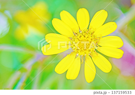家の周りの草花 四季の色々 庭の片隅に輝く 黄色の可憐な花びら 清楚なつわぶきの花 家の周りの草花 四季の色々 庭の片隅に輝く 黄色の可憐な花びら 清楚なつわぶきの花 137159533