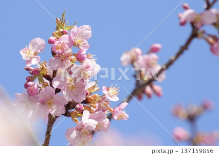 青空を背景にした美しい河津桜　　 137159856