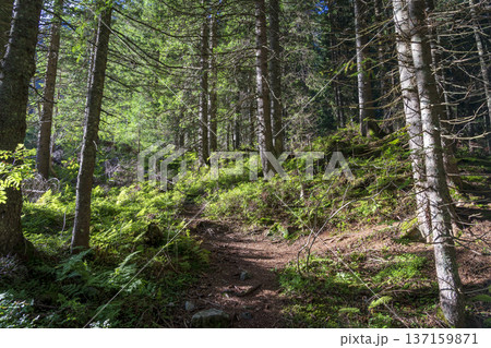 Wild Spruce Forest of Roztoka Valley. Wild Spruce Forest of Roztoka Valley. 137159871