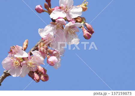 青空を背景にした美しい河津桜 青空を背景にした美しい河津桜 137159873