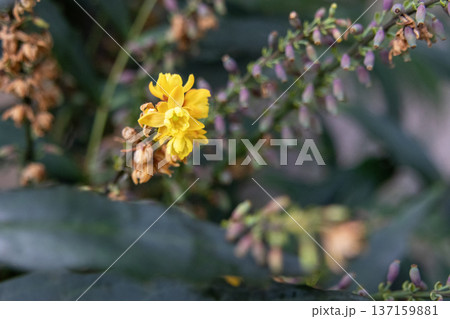 マホニア・コンフューサの黄色い花 137159881
