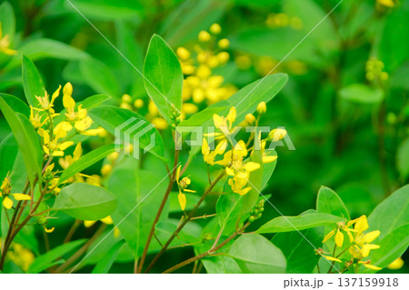 Close-up of Golden Thryallis in rural. Yellow wild flowers in countryside. Flower and plant. Close-up of Golden Thryallis in rural. Yellow wild flowers in countryside. Flower and plant. 137159918