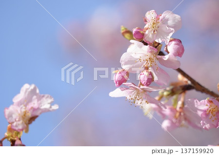 青空を背景にした美しい河津桜　　 137159920