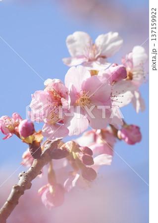 青空を背景にした美しい河津桜　　 137159922