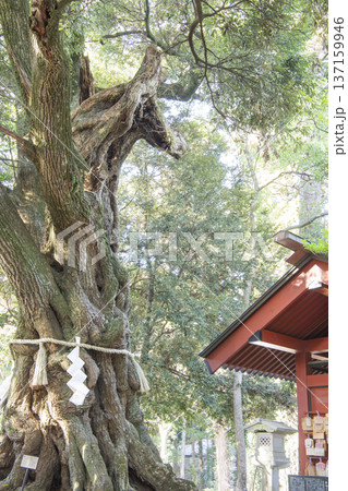 あんばさま 大杉神社 あんばさま 大杉神社 137159946