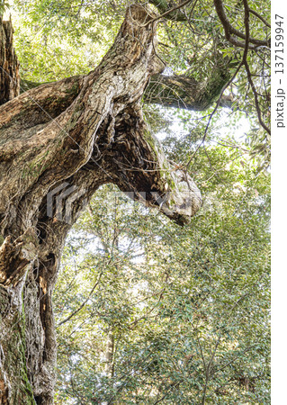 あんばさま　大杉神社 137159947