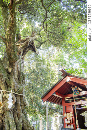 あんばさま　大杉神社 137159949