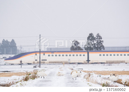 【山形線】雪原にいるハクチョウと新幹線つばさ号 【山形線】雪原にいるハクチョウと新幹線つばさ号 137160002