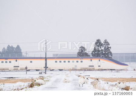 【山形線】雪原にいるハクチョウと新幹線つばさ号 137160003