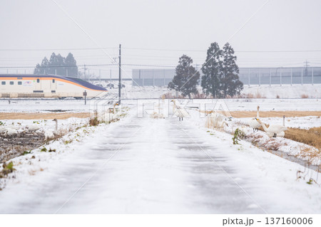 【山形線】雪原にいるハクチョウと新幹線つばさ号 137160006