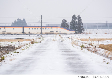 【山形線】雪原にいるハクチョウと新幹線つばさ号 137160009