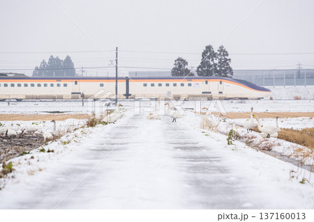 【山形線】雪原にいるハクチョウと新幹線つばさ号 【山形線】雪原にいるハクチョウと新幹線つばさ号 137160013
