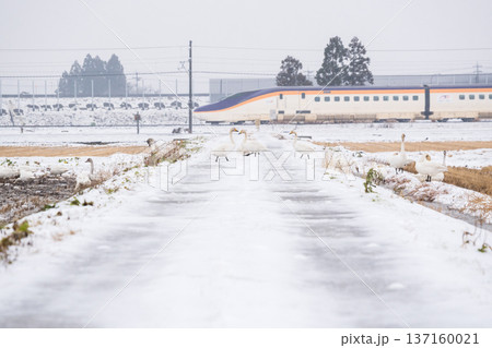 【山形線】雪原にいるハクチョウと新幹線つばさ号 137160021