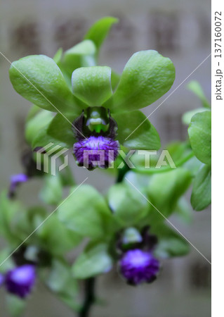 Close-up of the orchid in bloom. Flower and plant. 137160072