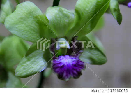 Close-up of the orchid in bloom. Flower and plant. 137160073