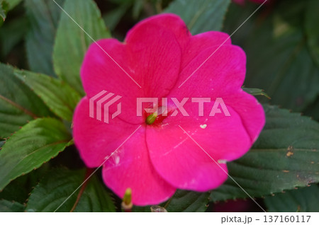Close up of New Guinea impatiens, pink wild flowers in the garden. Flower and plant. Close up of New Guinea impatiens, pink wild flowers in the garden. Flower and plant. 137160117