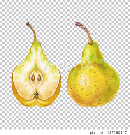 Two pears, whole and half with seeds, on an isolated background. Watercolor realistic illustration. A clipart with ripe yellow fruits for the design of food lines and farm themes with harvesting. Two pears, whole and half with seeds, on an isolated background. Watercolor realistic illustration. A clipart with ripe yellow fruits for the design of food lines and farm themes with harvesting. 137160147