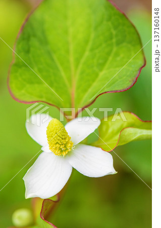 家の周りの草花 四季の色々 雑木林の木陰に美しい白い小さなドクダミの花が咲いています 家の周りの草花 四季の色々 雑木林の木陰に美しい白い小さなドクダミの花が咲いています 137160148