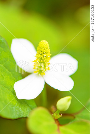 家の周りの草花 四季の色々 雑木林の木陰に美しい白い小さなドクダミの花が咲いています 家の周りの草花 四季の色々 雑木林の木陰に美しい白い小さなドクダミの花が咲いています 137160152