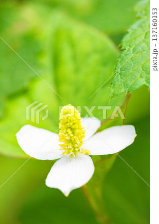 家の周りの草花　四季の色々　雑木林の木陰に美しい白い小さなドクダミの花が咲いています 137160153