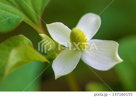 家の周りの草花 四季の色々 雑木林の木陰に美しい白い小さなドクダミの花が咲いています 家の周りの草花 四季の色々 雑木林の木陰に美しい白い小さなドクダミの花が咲いています 137160155