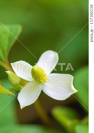 家の周りの草花 四季の色々 雑木林の木陰に美しい白い小さなドクダミの花が咲いています 家の周りの草花 四季の色々 雑木林の木陰に美しい白い小さなドクダミの花が咲いています 137160156