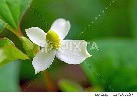 家の周りの草花　四季の色々　雑木林の木陰に美しい白い小さなドクダミの花が咲いています 137160157