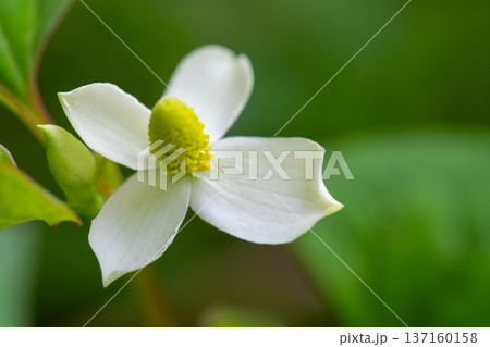 家の周りの草花　四季の色々　雑木林の木陰に美しい白い小さなドクダミの花が咲いています 137160158