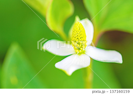 家の周りの草花 四季の色々 雑木林の木陰に美しい白い小さなドクダミの花が咲いています 家の周りの草花 四季の色々 雑木林の木陰に美しい白い小さなドクダミの花が咲いています 137160159