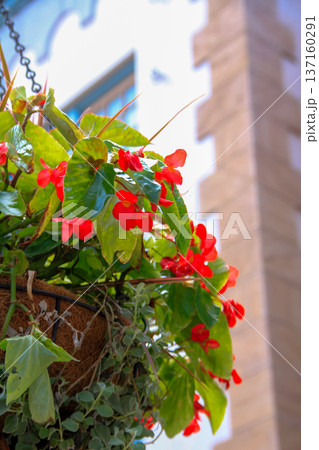 Close up of Begonia Dragon Wing Red in the basket. Red flowers for decoration. Flower and plant. Close up of Begonia Dragon Wing Red in the basket. Red flowers for decoration. Flower and plant. 137160291