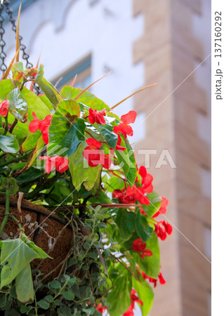 Close up of Begonia Dragon Wing Red in the basket. Red flowers for decoration. Flower and plant. Close up of Begonia Dragon Wing Red in the basket. Red flowers for decoration. Flower and plant. 137160292