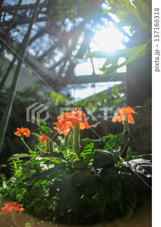 Low angle view of orange flowers in the greenhouse with backlit. Orange flowers in the garden. Flower and plant. Low angle view of orange flowers in the greenhouse with backlit. Orange flowers in the garden. Flower and plant. 137160318