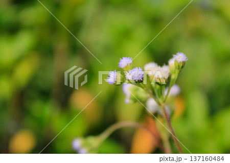 Close-up of Ageratum conyzoides in rural. Wild flowers in the countryside. Flower and plant. 137160484