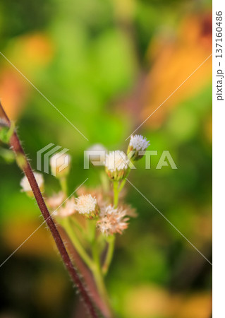 Close-up of Ageratum conyzoides in rural. Wild flowers in the countryside. Flower and plant. 137160486