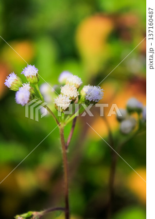 Close-up of Ageratum conyzoides in rural. Wild flowers in the countryside. Flower and plant. 137160487