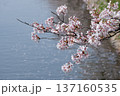 水面に映る桜 137160535