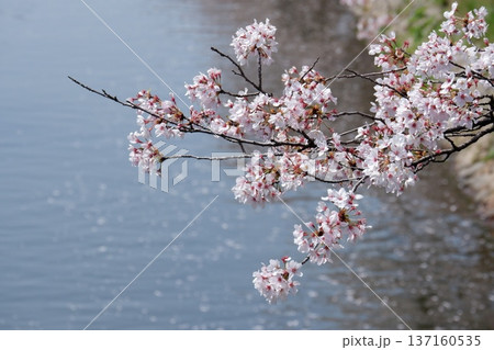 水面に映る桜 137160535
