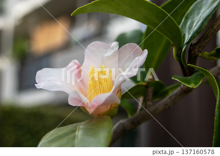 淡い白ピンクのツバキの花 137160578