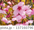 陽光桜 137160796