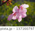 陽光桜 137160797
