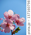 陽光桜と青空 137160798