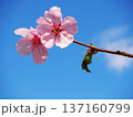 陽光桜と青空 137160799